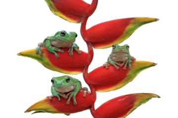 Dumpy frog "litoria caerulea" on isolated background, Green tree frog on red bud