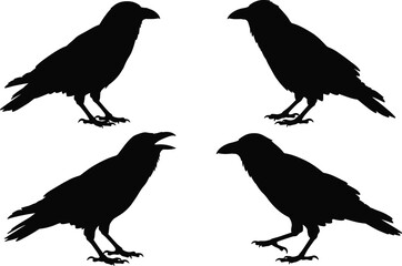 Crow silhouette vector collection, standing raven black bird shapes, perched and walking poses, wildlife clipart design elements for decoration and art