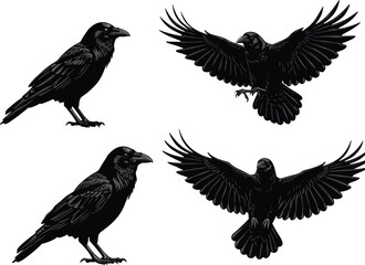 Set of crow and raven illustrations, standing and flying black birds with detailed feathers, gothic wildlife vector design for decoration