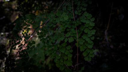 Leaves background wit macro technique photography