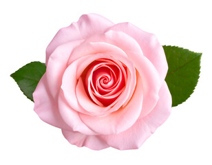 A delicate pink rose with soft petals and vibrant inner spirals, surrounded by green leaves on a black background.
