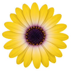 Obraz premium A stunning, high-detail macro shot of a single yellow and purple daisy with a spiky center, showcasing the intricate patterns of the petals