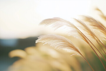 갈대밭, 갈대, 가을, 억새