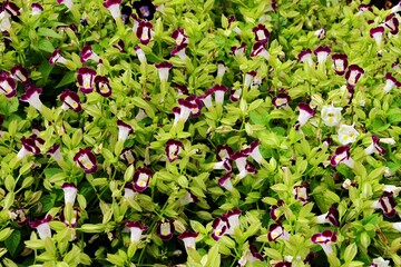 Purple Wishbone flowers (Torenia fournieri) in a garden