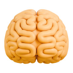 Human brain anatomy front view with neural folds, neuroscience and medical concept, cerebrum cortex for diagnosis, therapy and healthcare research, psychology, neurology, education, 3d illustration