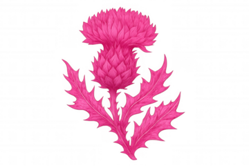 Vibrant pink thistle illustration symbolizing scotland's national flower, featuring a botanical design on transparent background