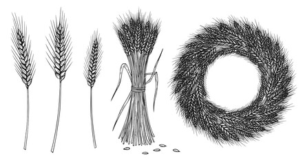 Wheat or barley ears. Harvest wheat grain, growth rice stalk and bread grains isolated vector set. Harvest wheat grain, growth rice stalk and whole bread grains. Agriculture. JPEG version.