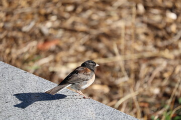 dark-eyed junco standing under the sun 