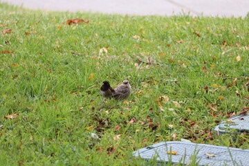 dark-eyed junco with brown-headed cowbird baby