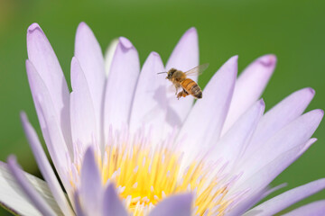 スイレンの花とミツバチ