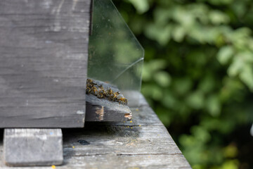Honey bees (Apis mellifera) gathering at wooden hive entrance with metal hinges, concept of beekeeping, pollination, ecological farming and natural honey production