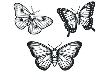 Obraz premium Three stylized butterflies shown in black and white. Vector hand drawn illustration