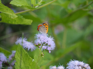 植物　９月の花