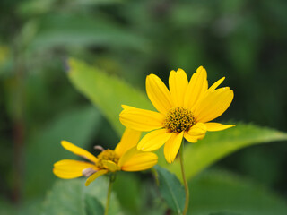 植物　９月の花