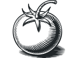 Single Tomato Line Drawing With Shadow. Vector hand drawn illustration