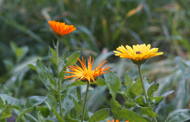 In the middle, a yellow flower is fully opened.