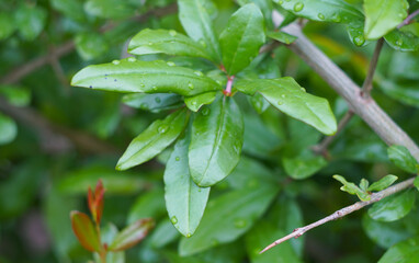 Raindrops on green pomegranate leaves