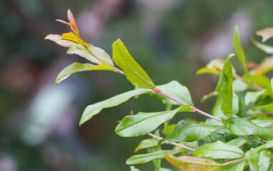 Raindrops on green pomegranate leaves