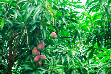 Yuwen mango or Mangifera indica on the tree, Yuwen mango is one of the premium mango varieties...