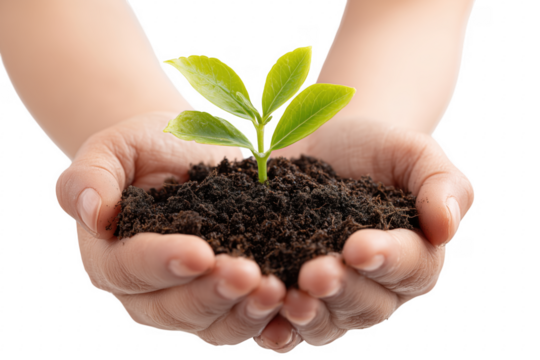 Person holding soil and seedling depicting growth nature and environmental protection transparent