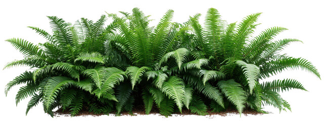 Lush green fern row with detailed fronds, vibrant foliage, and rich texture, creating natural, fresh, and tropical atmosphere for garden or landscape design