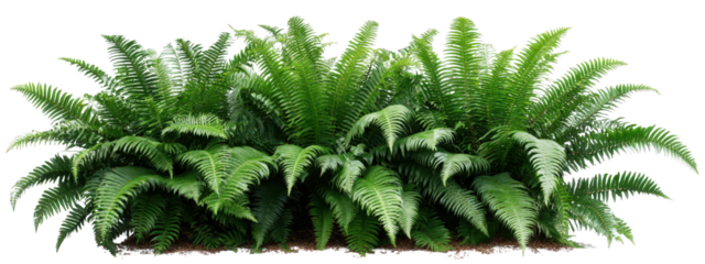 Lush green fern row with detailed fronds, vibrant foliage, and rich texture, creating natural, fresh, and tropical atmosphere for garden or landscape design