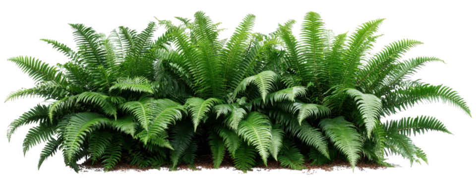Lush green fern row with detailed fronds, vibrant foliage, and rich texture, creating natural, fresh, and tropical atmosphere for garden or landscape design