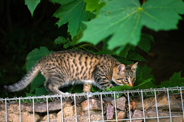 Tabby kitten hunting and sniffing in foliage