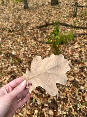 Dry yellow autumn oak leaf in hand on a forest floor background.