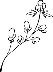 Botanical hand-drawing element
