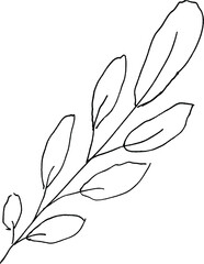 Botanical hand-drawing element