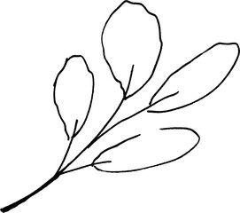 Botanical hand-drawing element