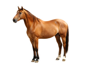 Obraz premium Brown horse standing profile view isolated on a transparent background equine animal