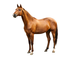 Naklejka premium Brown horse with mane and tail isolated on a transparent background equine animal