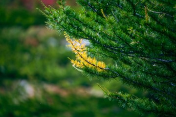 green pine needles turning yellow