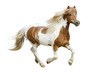 Obraz premium Brown and white skewbald pony galloping isolated on a transparent background horse