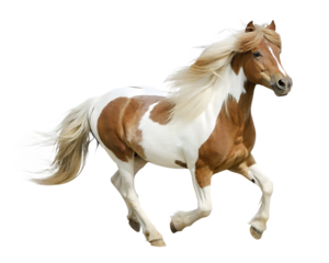 Brown and white skewbald pony galloping isolated on a transparent background horse