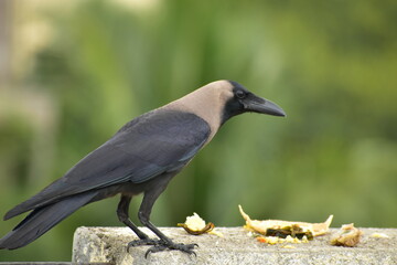 House crow eating prasad on terrace wall – urban bird behavior and cultural feeding ritual in India