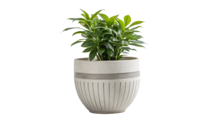 Green plant in a white ribbed pot with grey lines isolated on transparent background