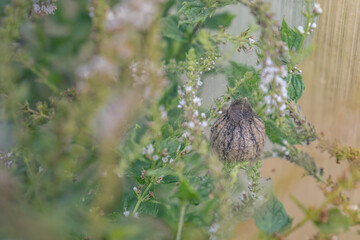 An egg sac of a wasp spider (Argiope bruennichi) hidden among the leaves of a wild mint plant.
