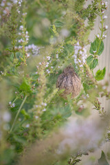 An egg sac of a wasp spider (Argiope bruennichi) hidden among the leaves of a wild mint plant.
