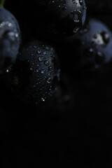 Fresh black grapes close up, organic fruit, healthy food