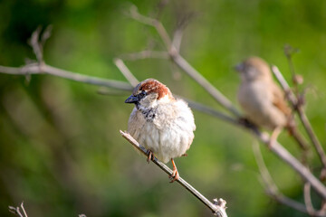 City bird or animal idea concept. Sparrow (Passer domesticus) perched on tree branch on green natural background. Ornithology. Sparrow. 