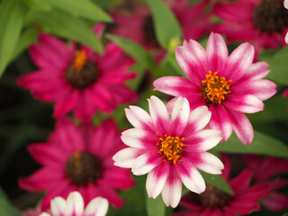 Obraz premium 植物 ９月の花 Flowers plants