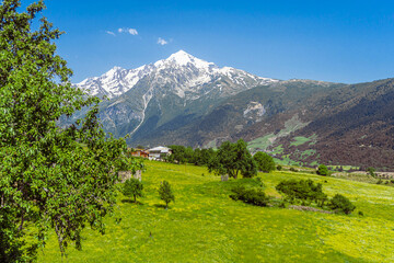 Fototapeta premium Green field with bright yellow flowers. Mountain slopes covered with forest. Snow capped Mount Tetnuldi