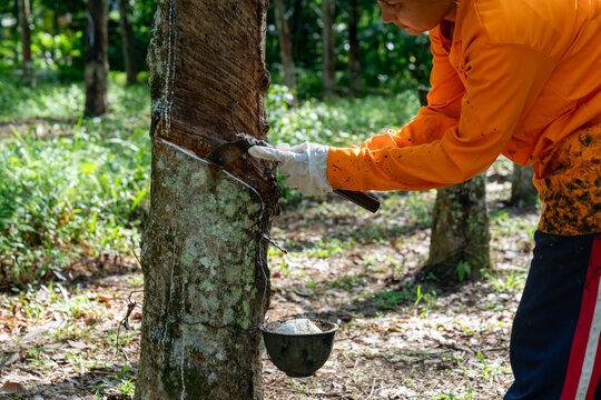 A close-up of a rubber tapper using a specialized knife to harvest liquid latex from a rubber tree on a plantation.