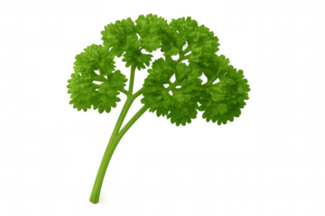 Fresh green parsley sprig with curly leaves, an aromatic herb ingredient for cooking and food seasoning