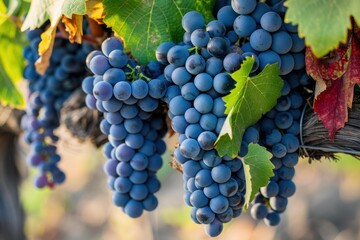 Naklejka premium Close up of ripe purple grapes hanging on the vine, ready for harvest, in a sunlit vineyard