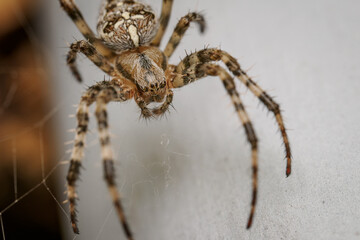 A European garden spider (Araneus diadematus) on its web in front of a white pipe.
