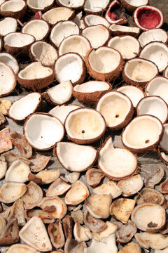 Copra - opened coconuts drying in the sun